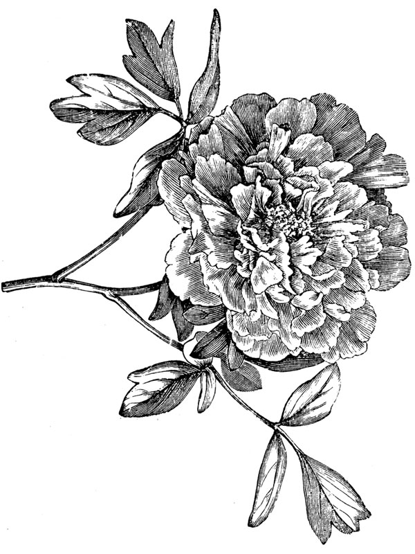 Paeonia japonica