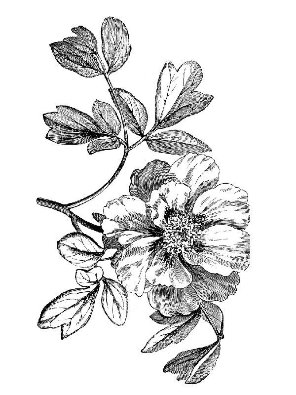 Paeonia japonica