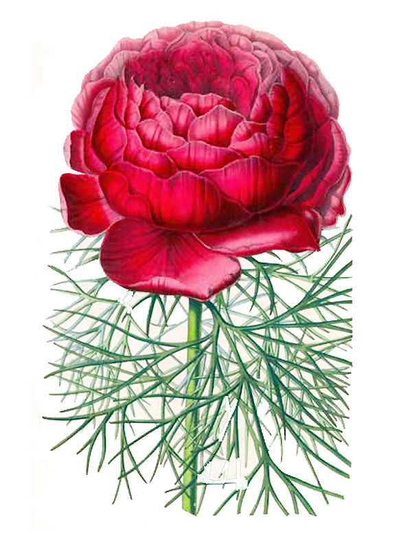 Paeonia lamifolia