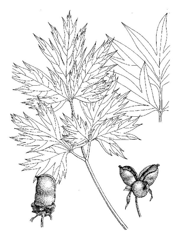 Paeonia ludlowii