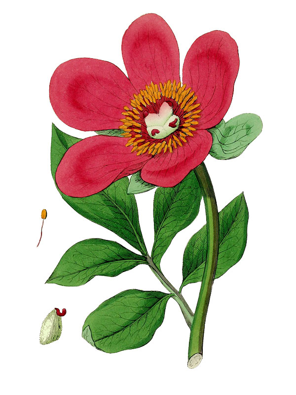 Paeonia mascula