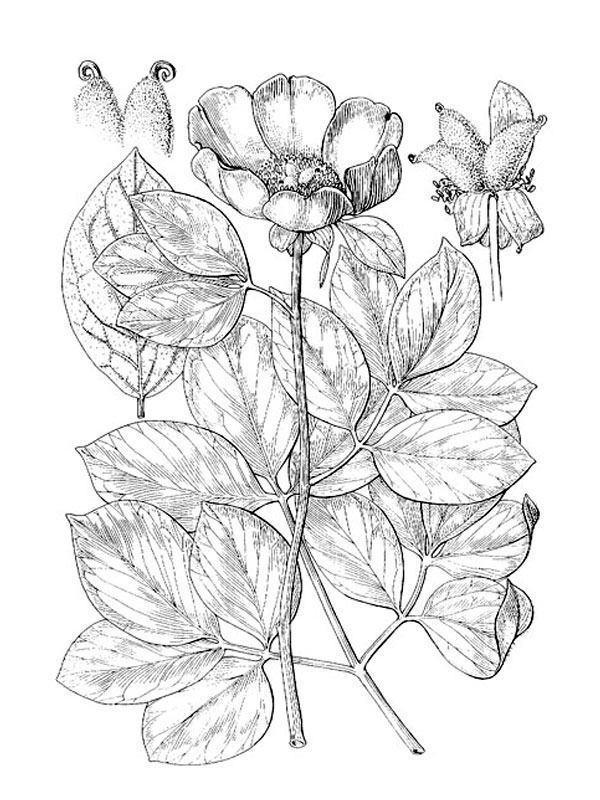 Paeonia mascula