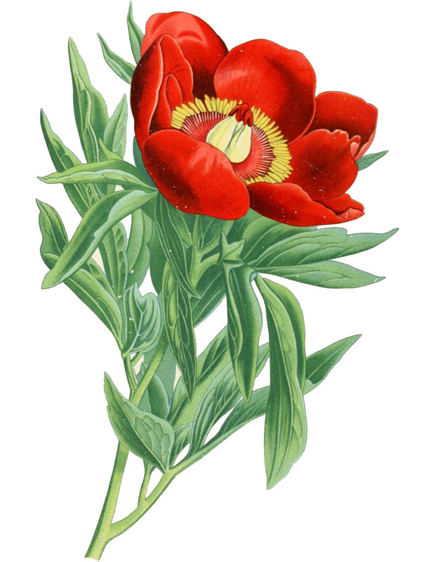 Paeonia officinalis