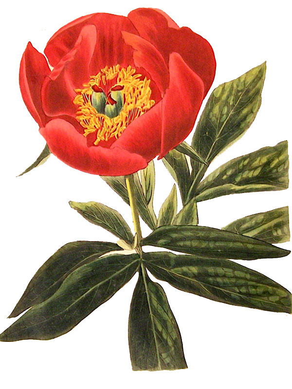 Paeonia officinalis