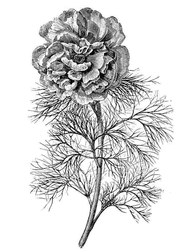 Paeonia tenuifolia
