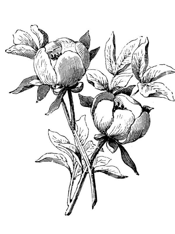 Paeonia wittmanniana