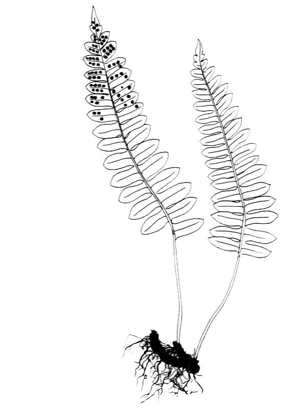 Polypodium hesperium