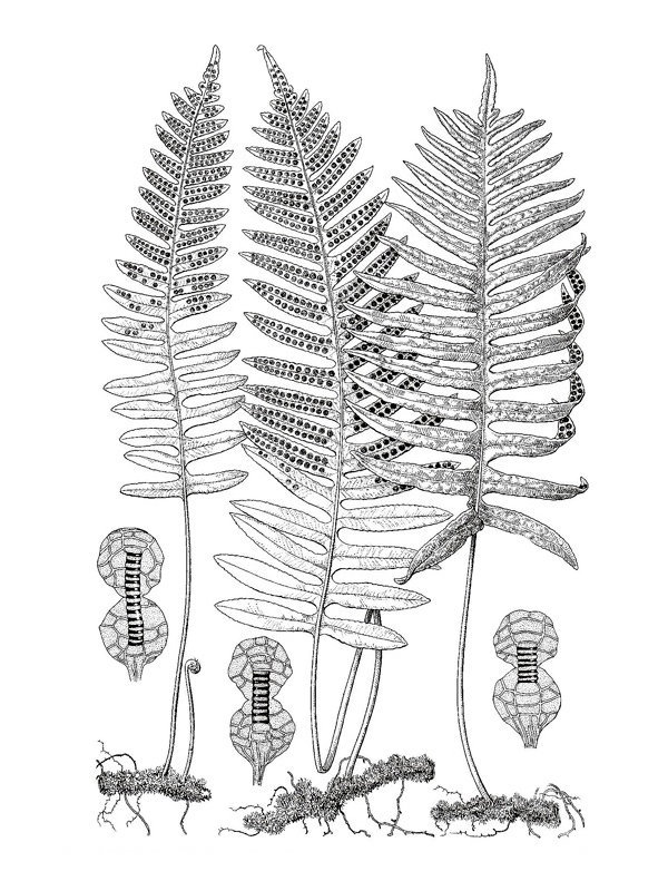 Polypodium interjectum