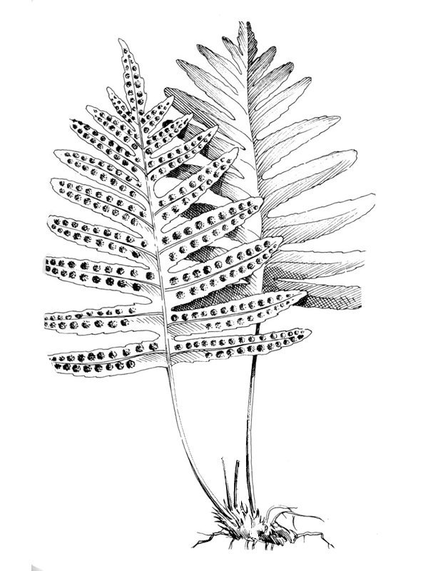 Polypodium macaronesicum