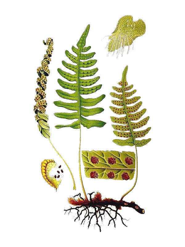 Polypodium vulgare