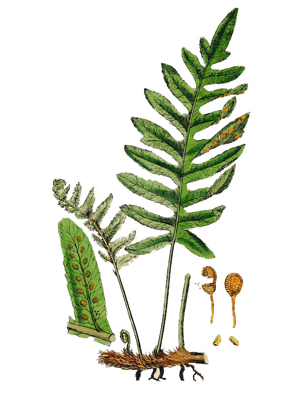 Polypodium vulgare