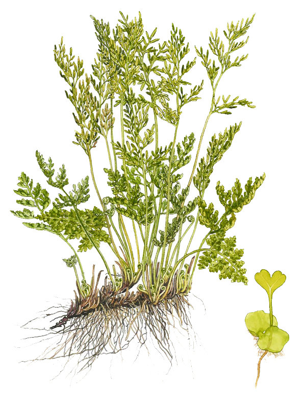 Cryptogramma crispa