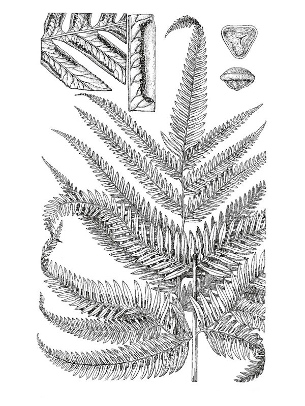 Pteris incompleta