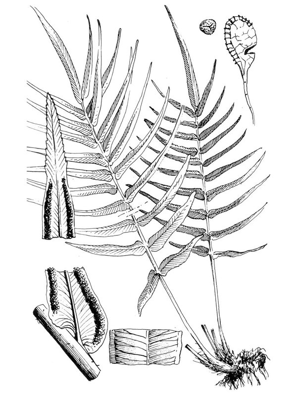 Pteris vittata
