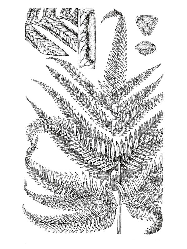 Pteris vittata