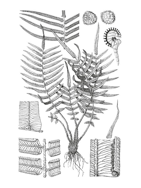 Pteris vittata
