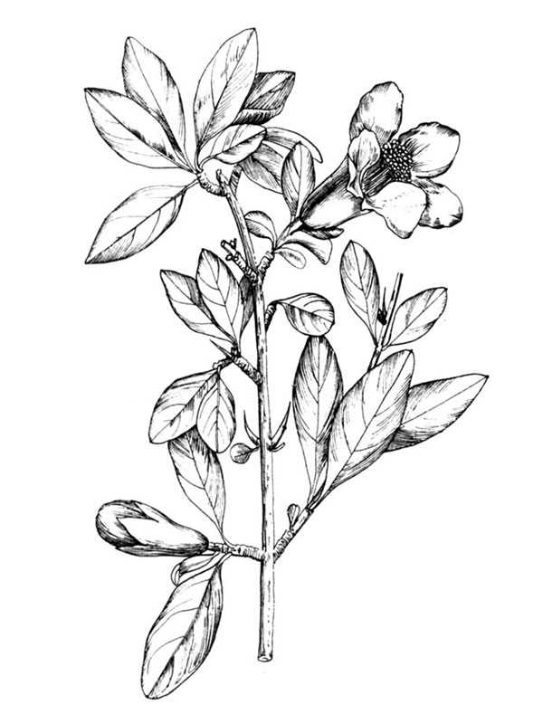 Punica granatum