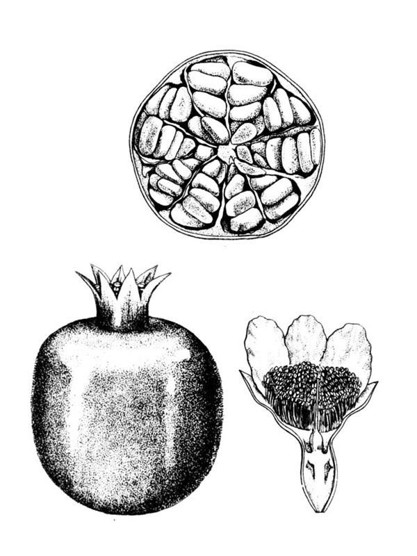 Punica granatum