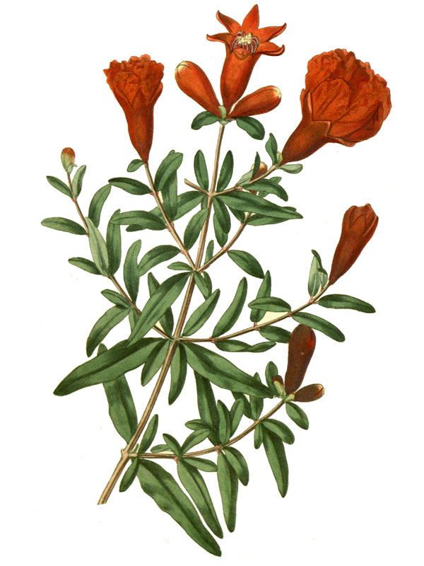 Punica granatum