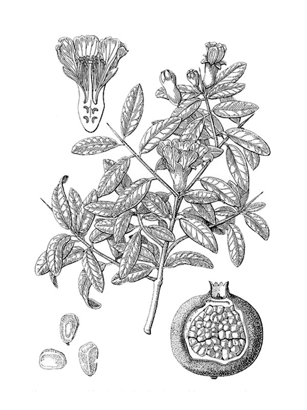 Punica granatum
