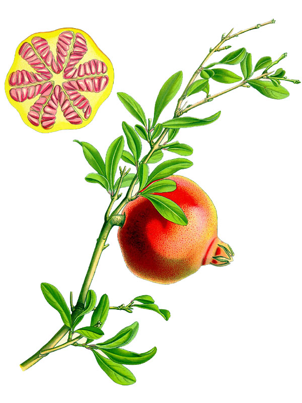 Punica granatum