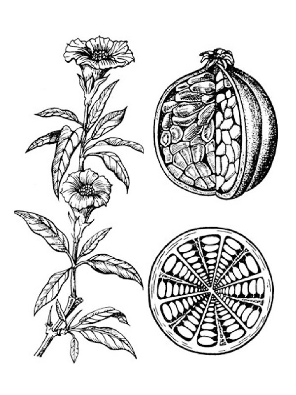 Punica granatum