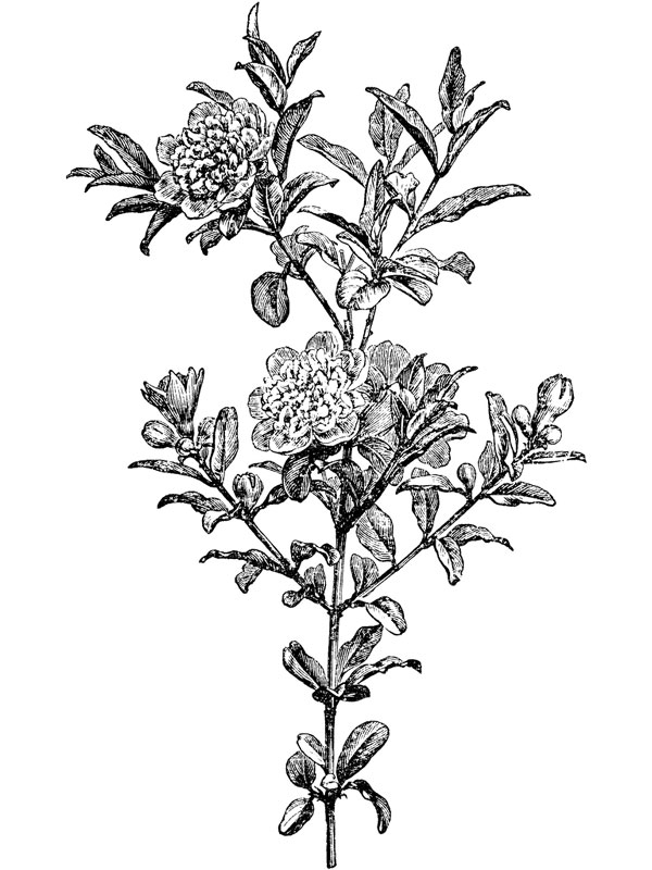 Punica granatum