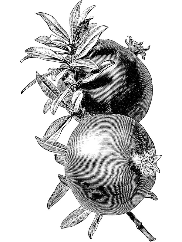 Punica granatum