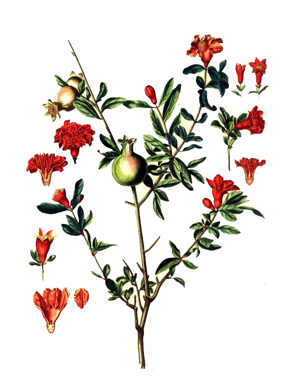 Punica granatum