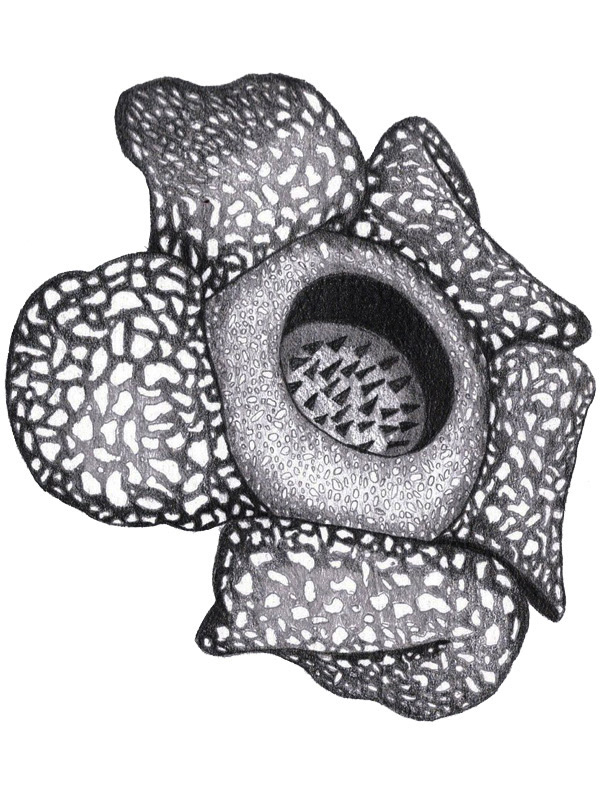 Brugmansia elentarri