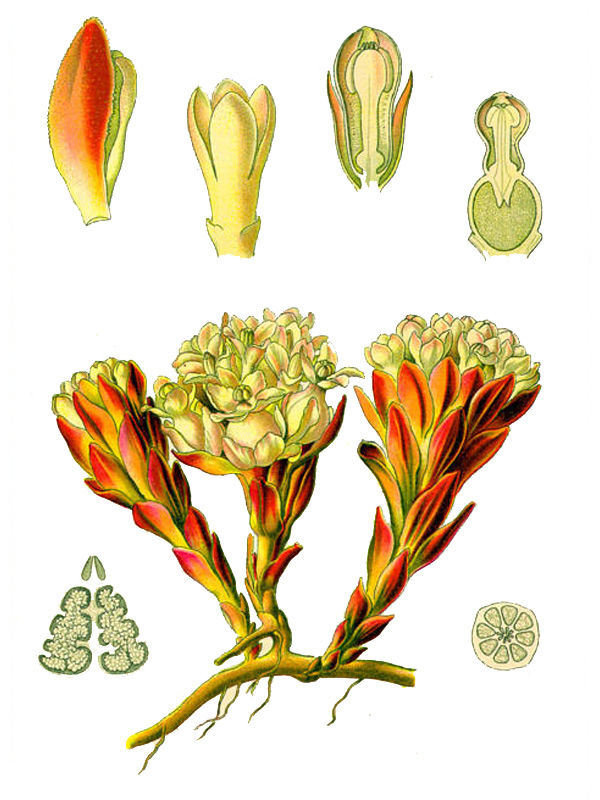 Cytinus hypocistis