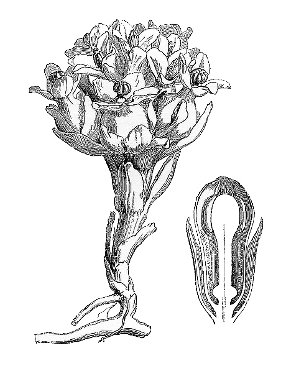 Cytinus hypocistis