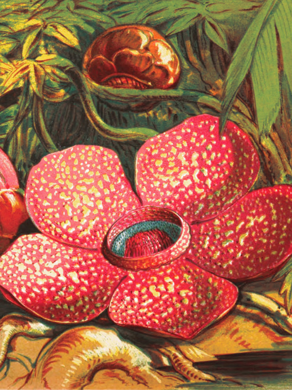 Rafflesia arnoldii