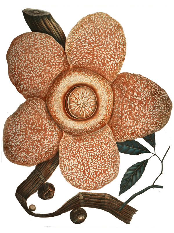 Rafflesia arnoldii
