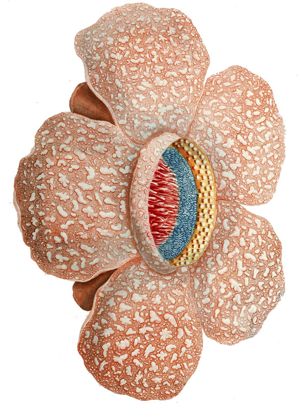 Rafflesia arnoldii