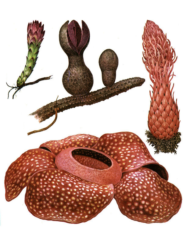 Rafflesia arnoldii