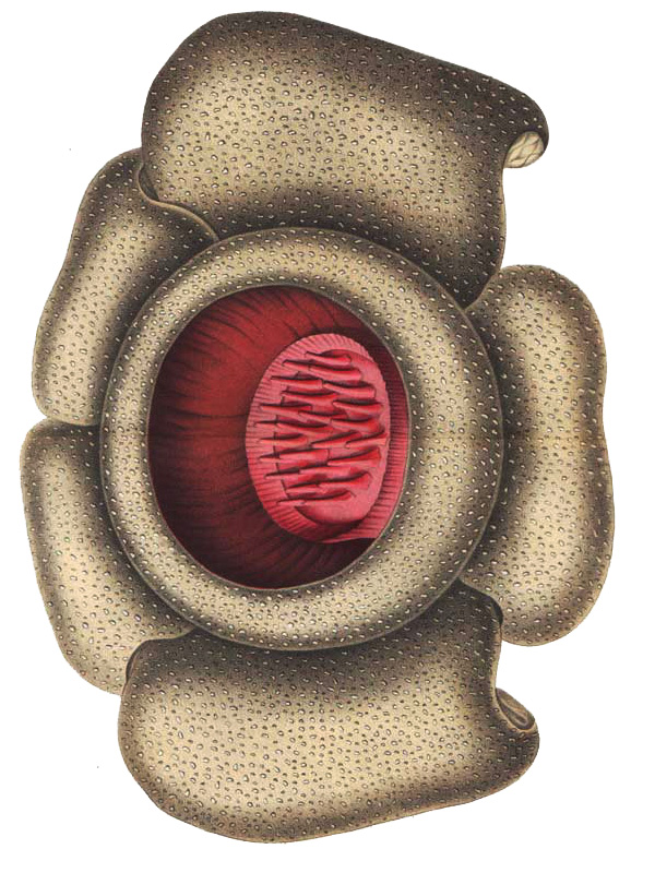 Rafflesia horsfieldii