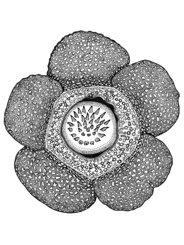 Rafflesia keithii