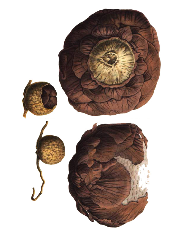 Rafflesia patma