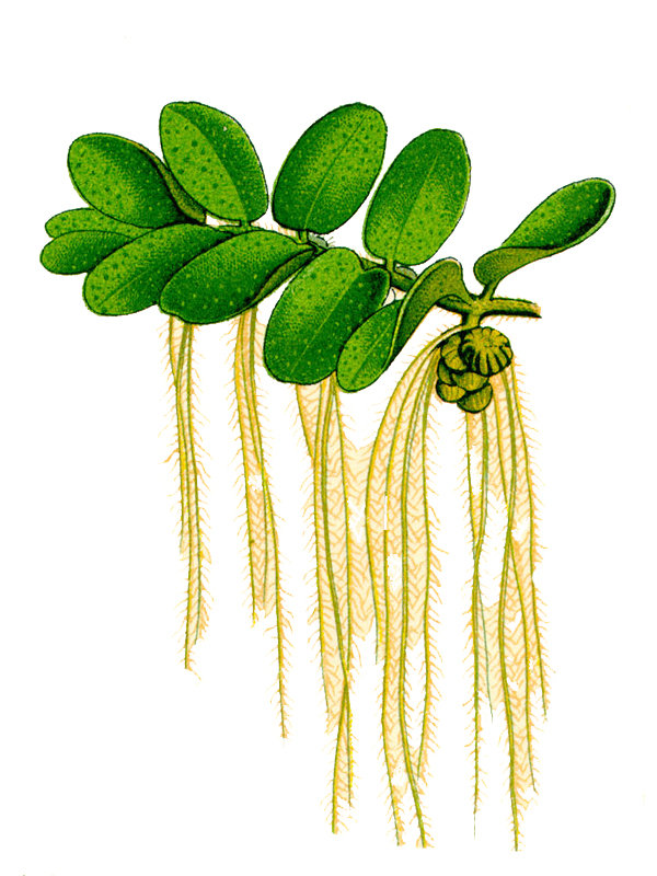 Salvinia natans