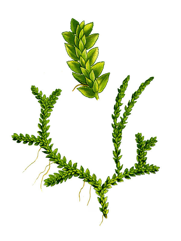 Selaginella helvetica