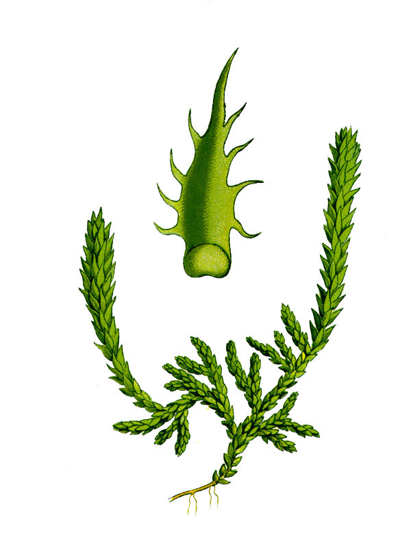 Selaginella spinulosa