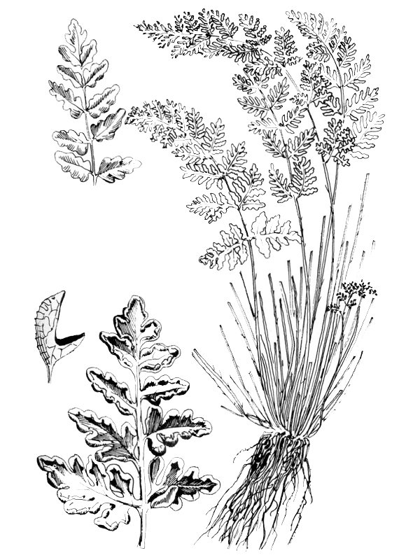 Cheilanthes acrosticha