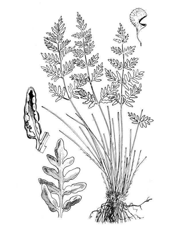 Cheilanthes guanchica