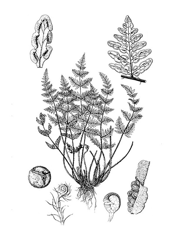 Cheilanthes guanchica