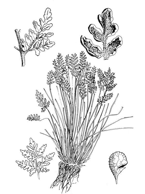 Cheilanthes hispanica