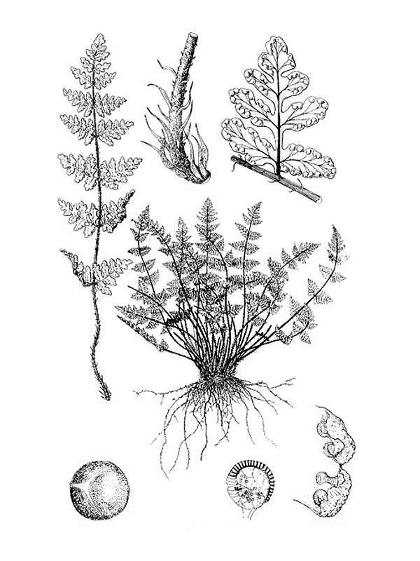 Cheilanthes maderensis