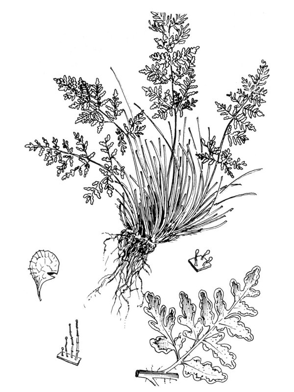 Cheilanthes tinaei