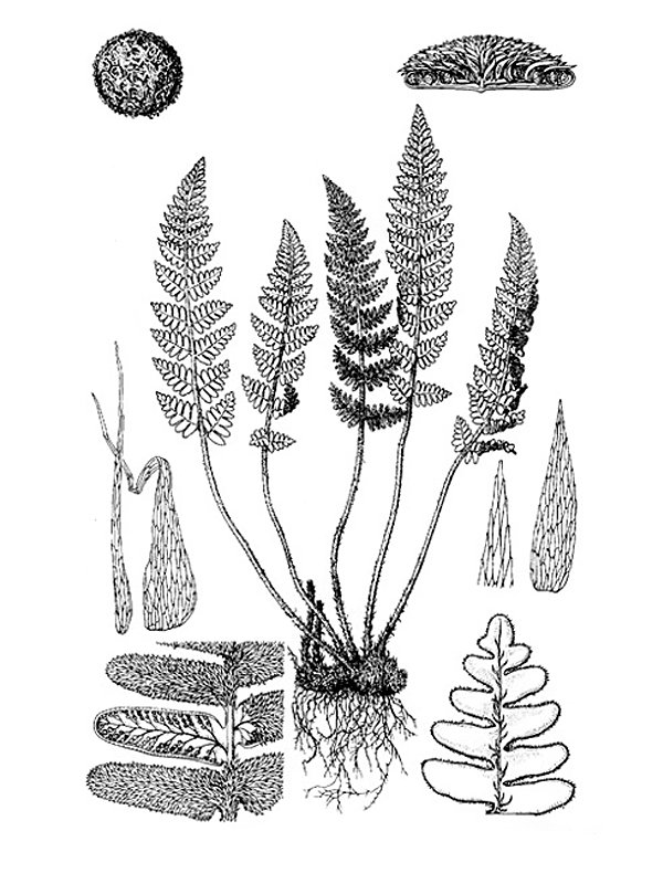 Notholaena marantae