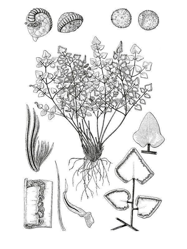Pellaea calomelanos
